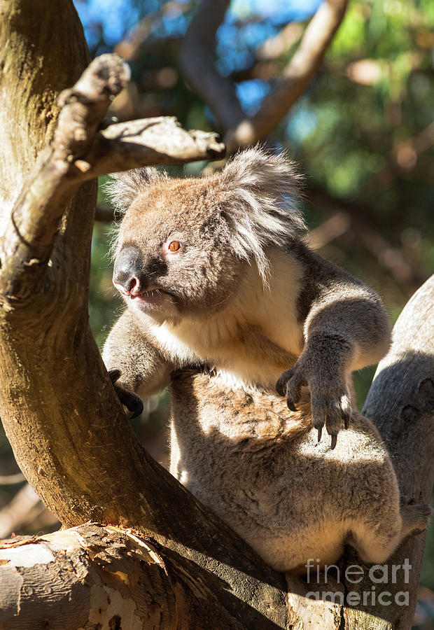 Koala in the wild Photograph by Andrew Michael