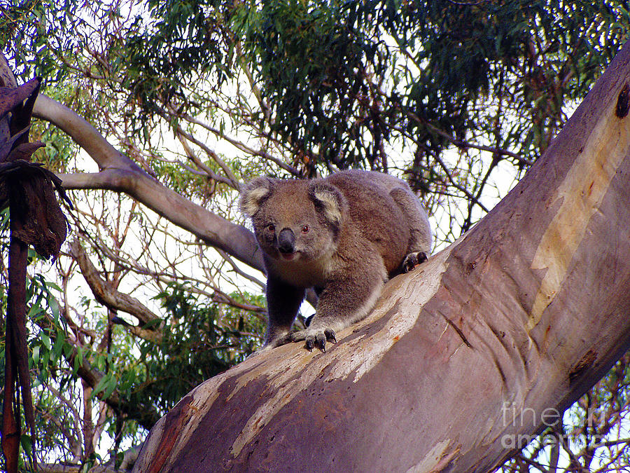 Koala in the Wild Photograph by Eunice Warfel