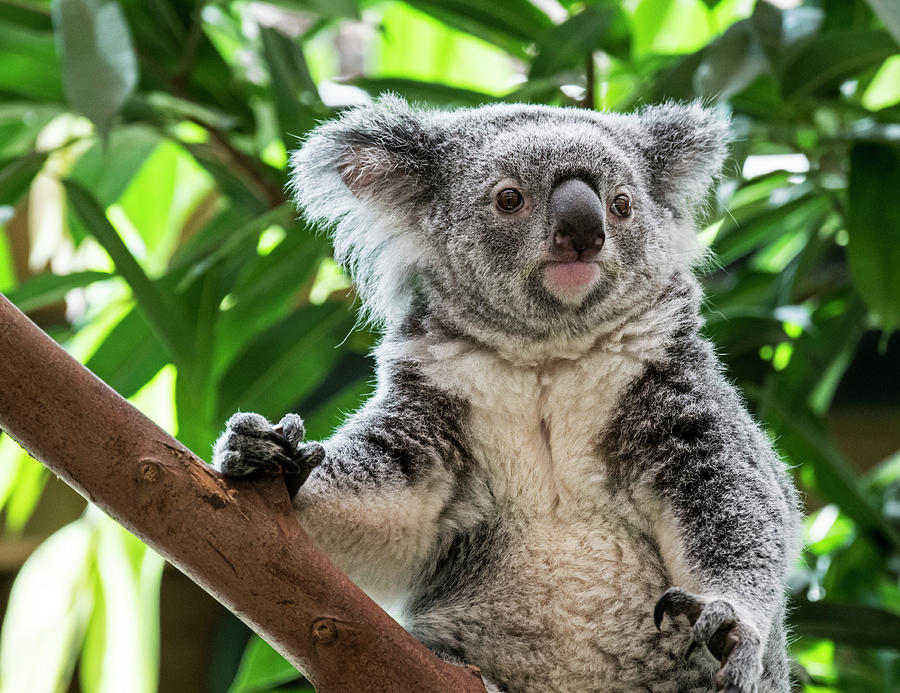 Koala in Tree Photograph by Arterra Picture Library