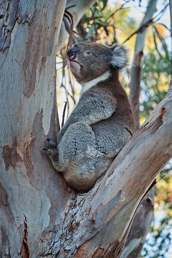 Koala in Tree Photograph by Catherine Reading