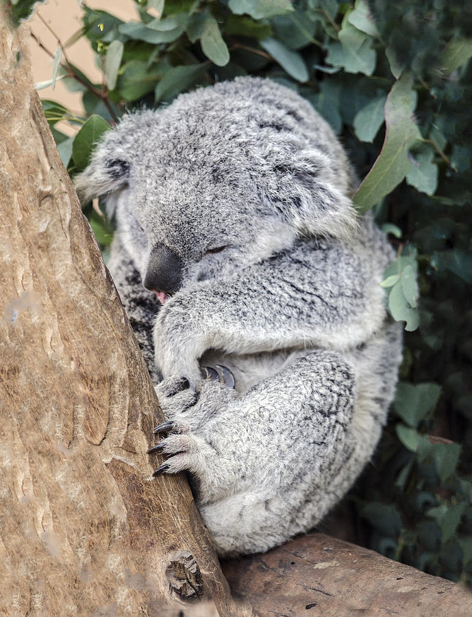 Koala Joey Sleeping Photograph by William Bitman