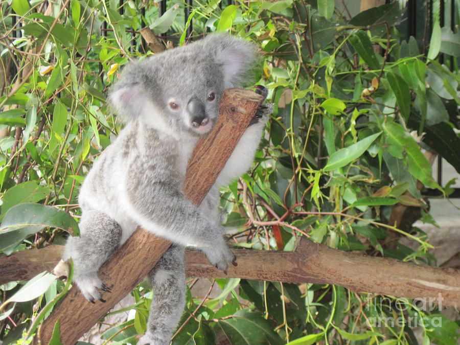 Animal Photograph - Koala Just Hangin Out by Donna Cavender