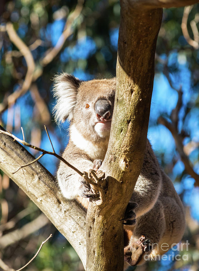 Koala Kangaroo Island Photograph by Andrew Michael
