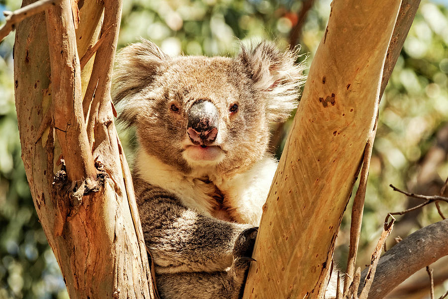 Koala Look Photograph by Catherine Reading