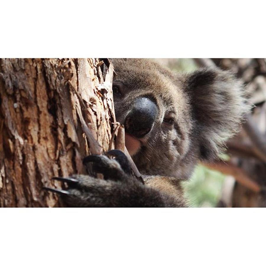 Koala Photograph - Koala Love (kangaroo Island, South by Peter Traveling