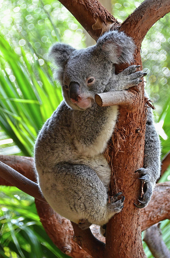 Koala mama Photograph by Ronda Ryan