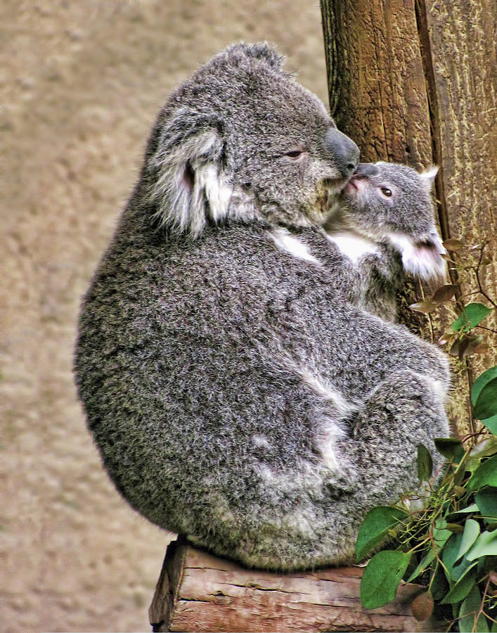 Koala Mom and Child Photograph by Helaine Cummins