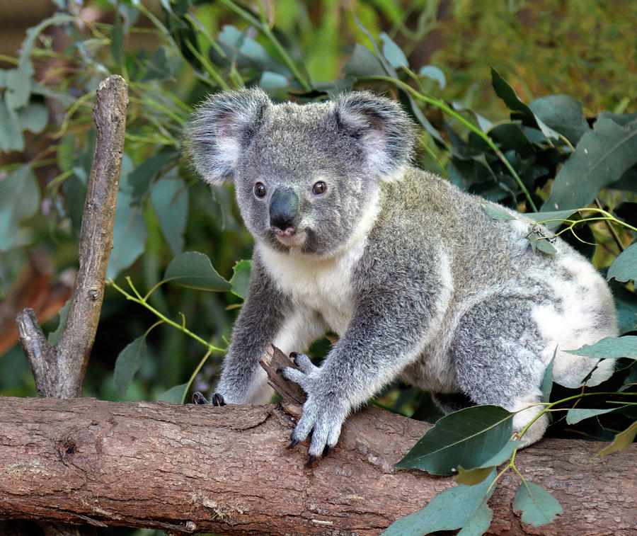 Koala Photograph by Nicholas Blackwell
