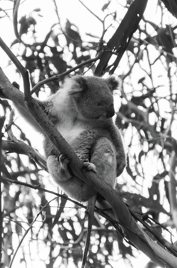 Koala On A Eucalyptus Tree Photograph By Davide Devecchi