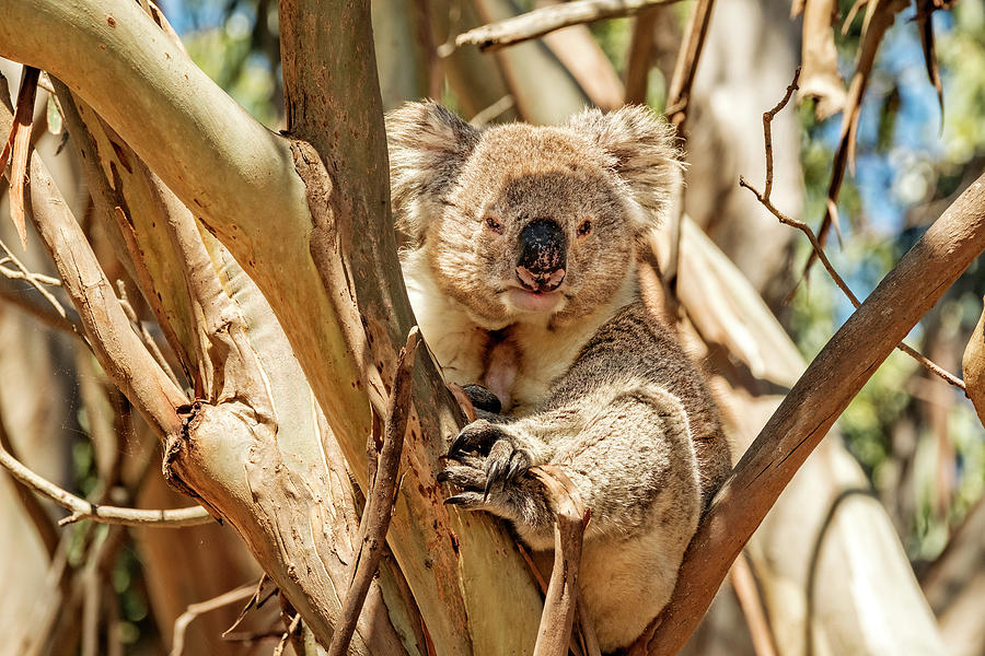 Koala on Eucalypt Tree Photograph by Catherine Reading