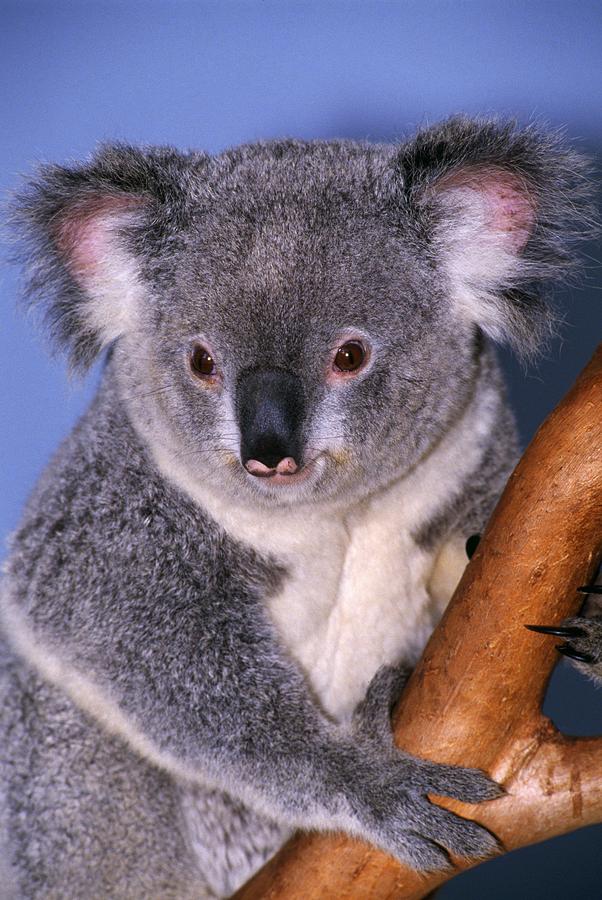 Animal Photograph - Koala On Tree Branch by Natural Selection Ralph Curtin