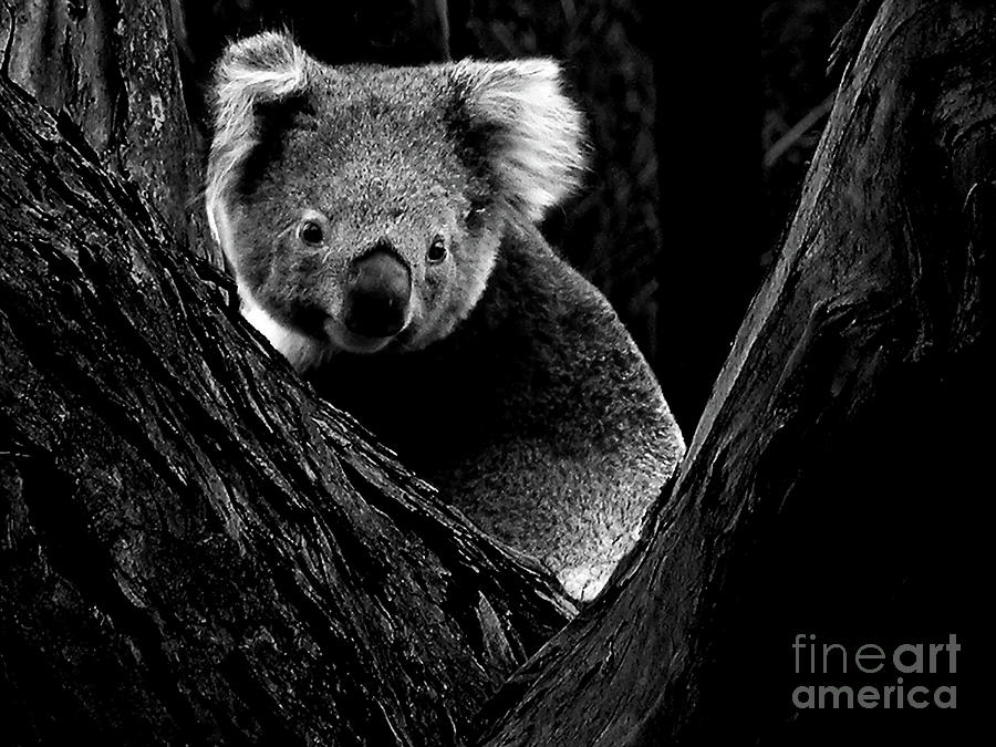 Koala Park BW Photograph by Tim Richards