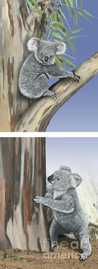 Koala Phascolarctos Cinereus - Koala Bear - Chemical Communicati Painting