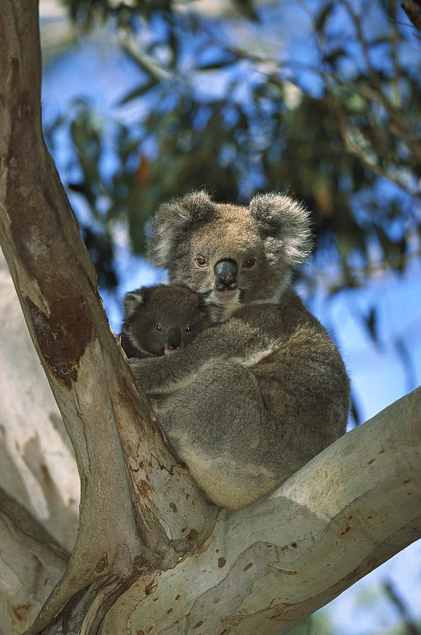 Koala Phascolarctos Cinereus Mother Photograph by Konrad Wothe