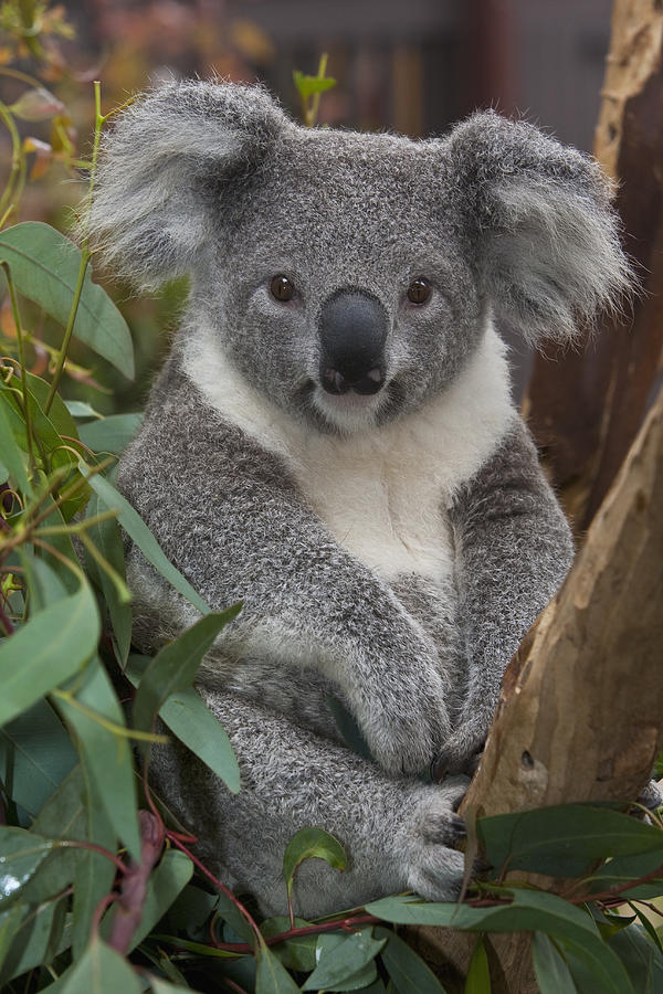 Koala Photograph - Koala  by Zssd