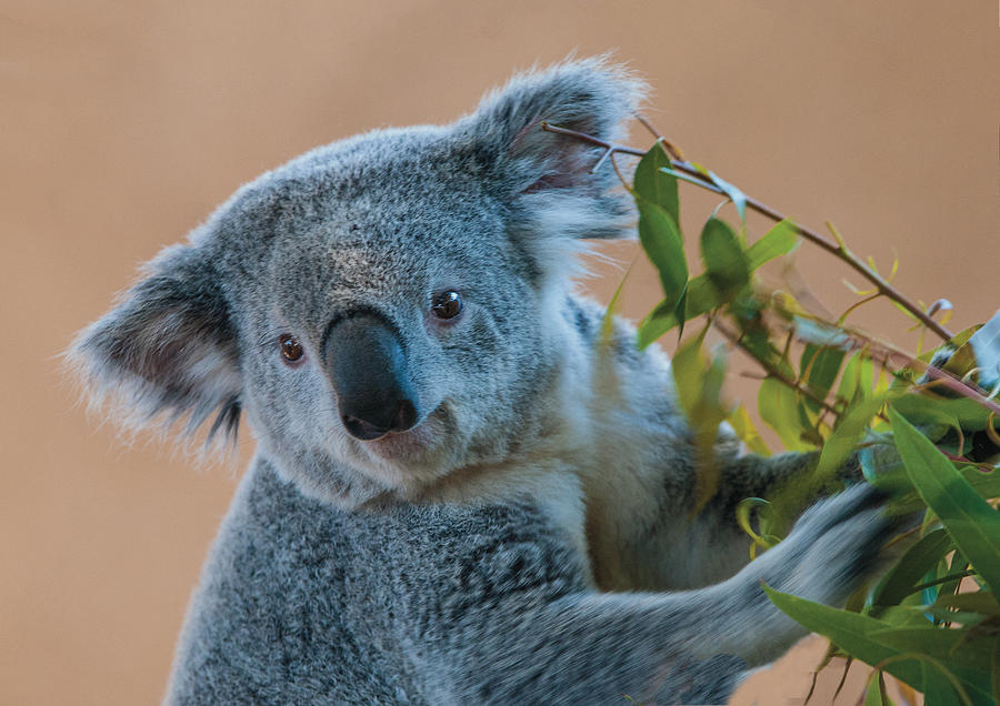 Koala Portrait 2 Photograph by William Bitman