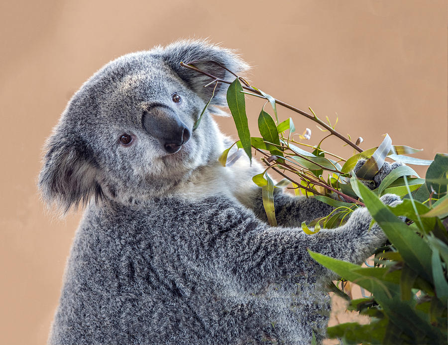 Koala Portrait 3 Photograph by William Bitman