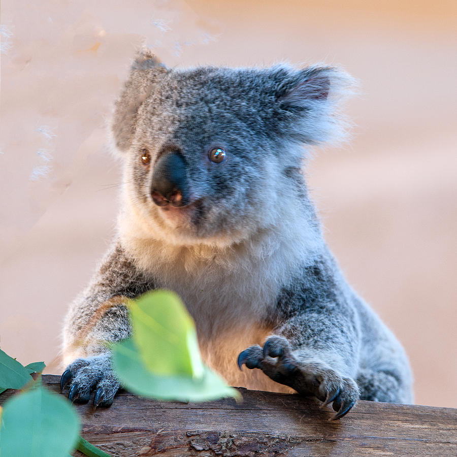 Koala Portrait Photograph by William Bitman