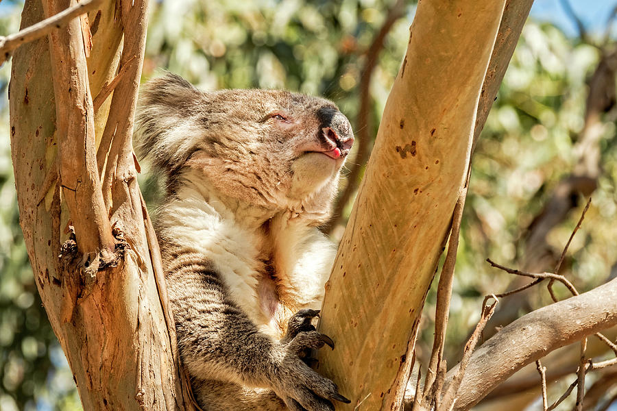 Koala Rasberry Photograph by Catherine Reading