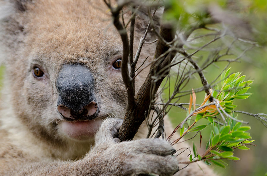 Koala Photograph by Rob Huntley