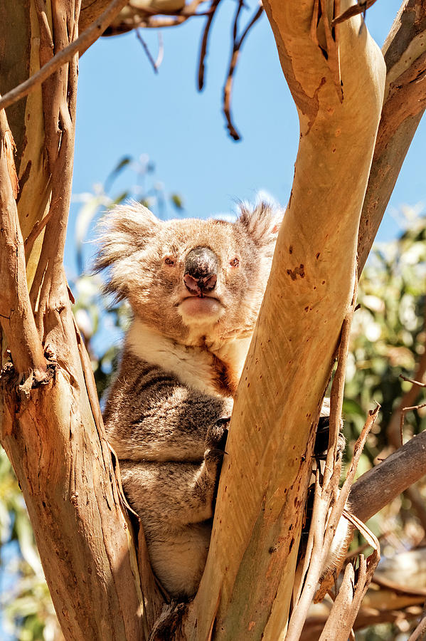 Koala Stare Photograph by Catherine Reading