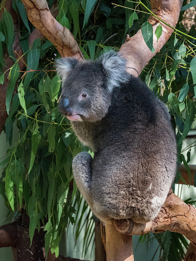 Koala Photograph by Walt Sterneman
