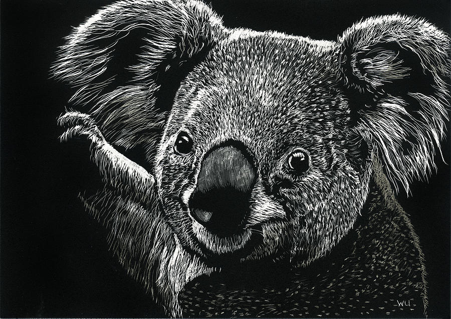 Koala Drawing by William Underwood