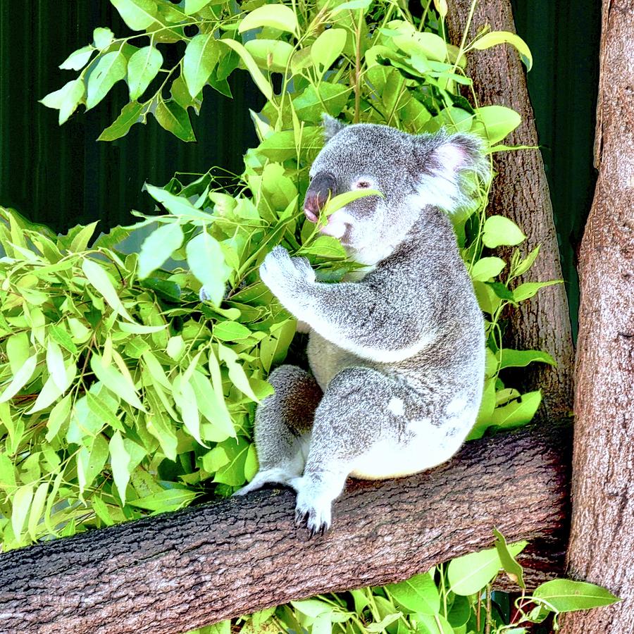 Koalas Love Their Eucalyptus Photograph by Kirsten Giving