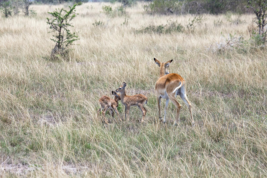 Kob family, Queen Elizabeth National Park, Uganda Photograph by Karen Foley