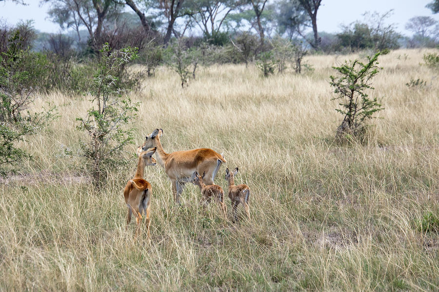 Kob female antelopes and offspring, Queen Elizabeth National Par Photograph by Karen Foley
