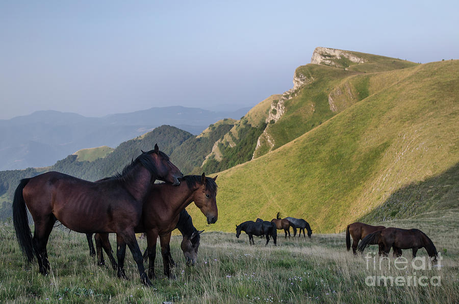 Kobilini Steni Peak Horses-1 Photograph by Steve Somerville