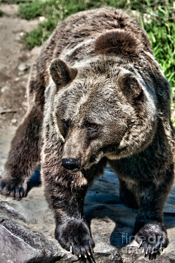 Kodiak Bear Photograph by Joerg Lingnau