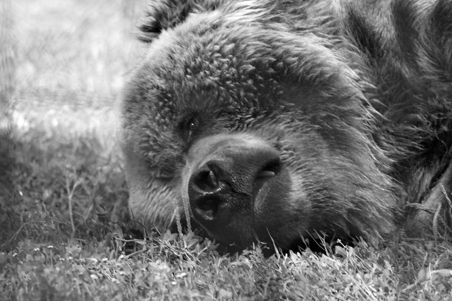 Kodiak Bear Photograph by Robert Wilder Jr