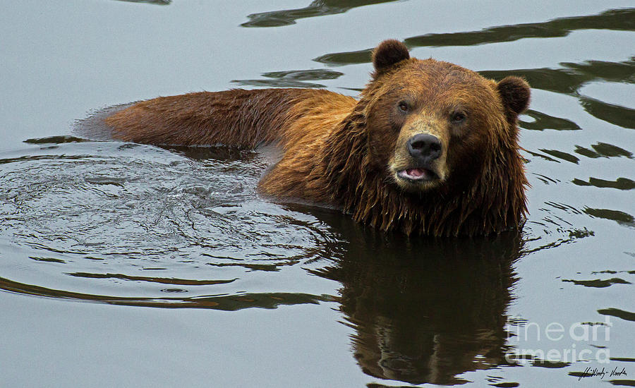 Kodiak Bear-Signed-#0586 Photograph by J L Woody Wooden