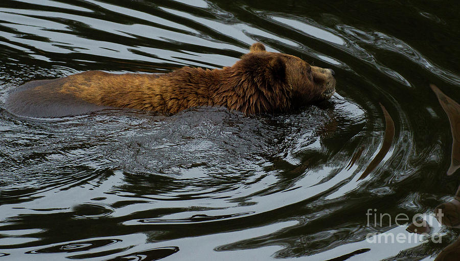 Kodiak Bear-Signed-#0595 Photograph by J L Woody Wooden
