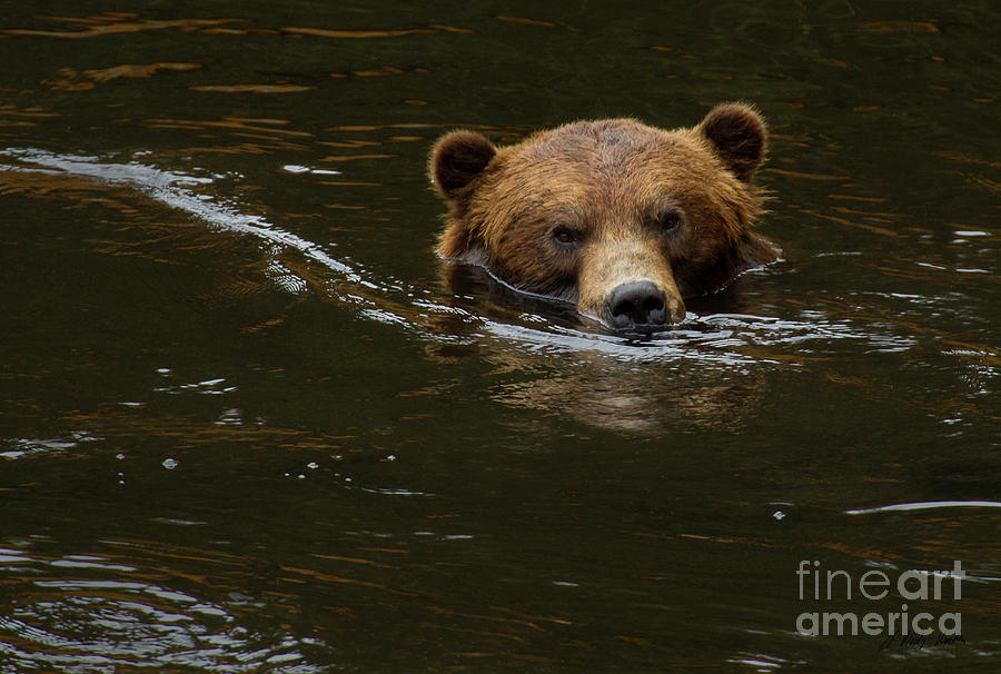 Kodiak Bear-Signed-#0606 Photograph by J L Woody Wooden