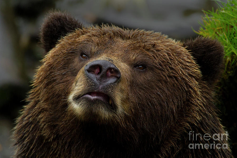 Kodiak Bear-Signed-#0656 Photograph by J L Woody Wooden