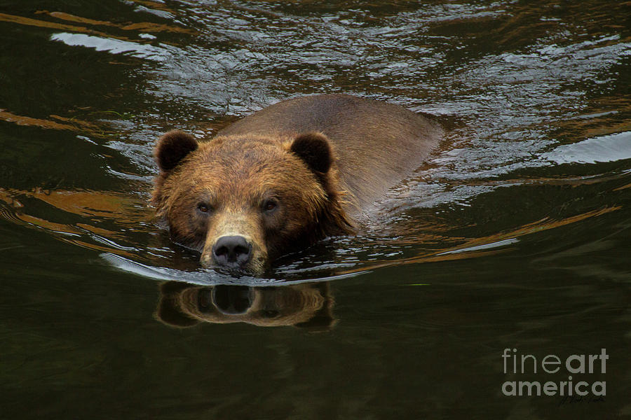 Kodiak Bear-Signed-#0683 Photograph by J L Woody Wooden