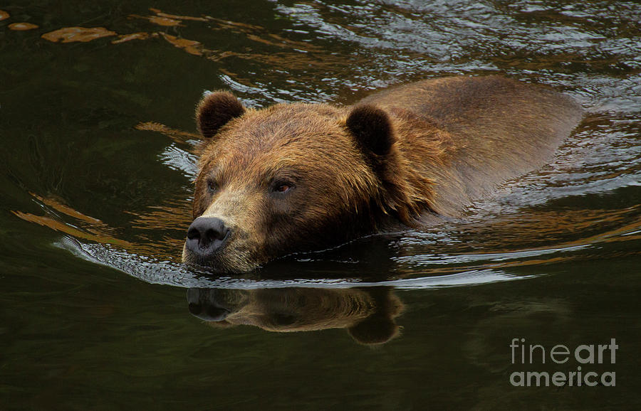Kodiak Bear-Signed-#0685 Photograph by J L Woody Wooden