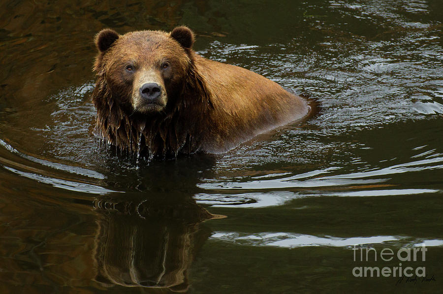 Kodiak Bear-Signed-#0691 Photograph by J L Woody Wooden