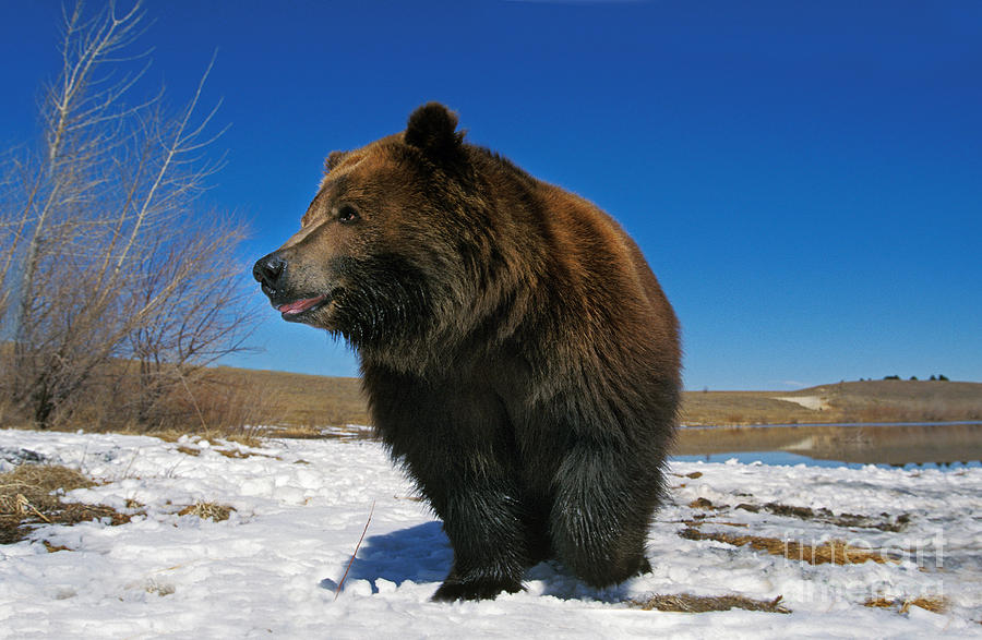 Winter Photograph - Kodiak Bear Ursus Arctos Middendorffi by Gerard Lacz