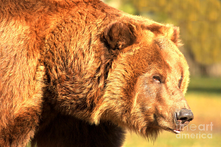 Grizzly Bear Photograph - Kodiak Snout by Adam Jewell