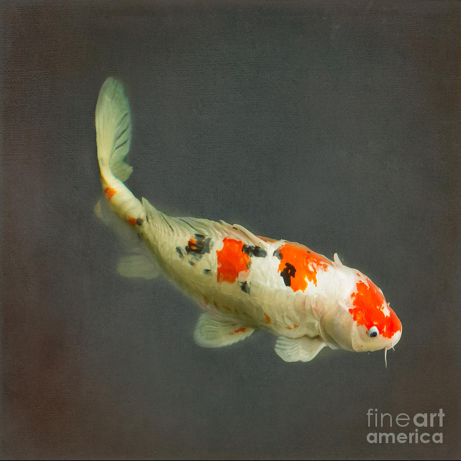Kohaku of the Red Dots Photograph by Marilyn Cornwell