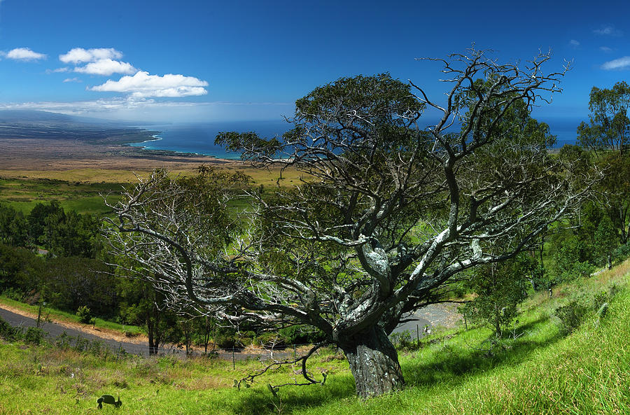 Kohala Tree Photograph by Fred Rowe - Fine Art America