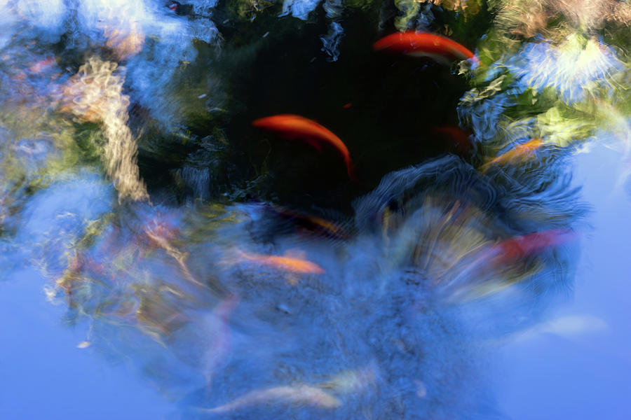 Abstract Photograph - Koi Abstract by Christopher Johnson