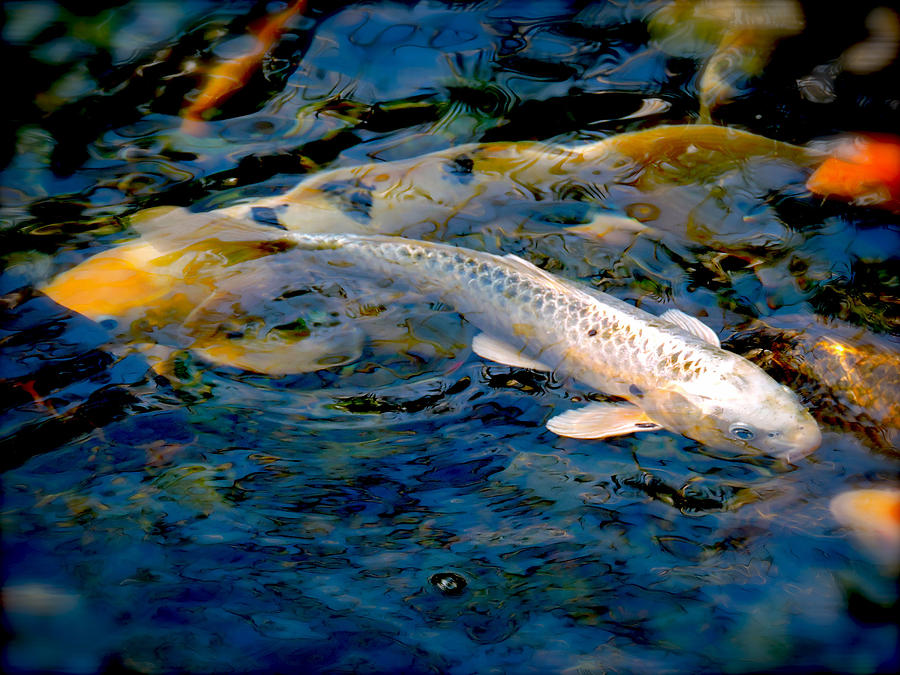 Koi Abstract Photograph by Joanne Rungaitis | Fine Art America