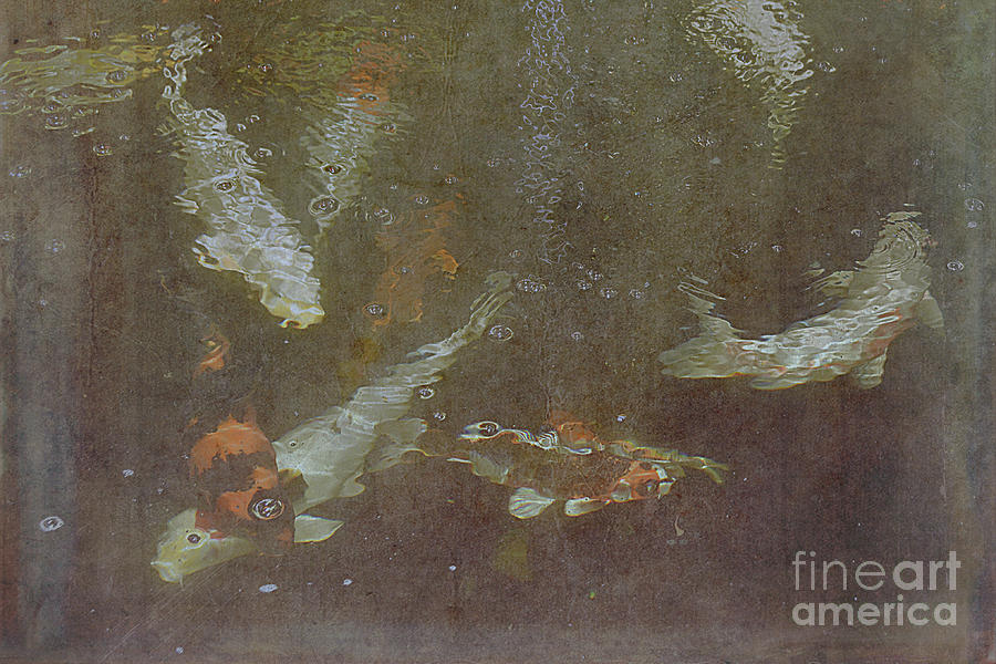 Koi Abstract Photograph by Scott Cameron