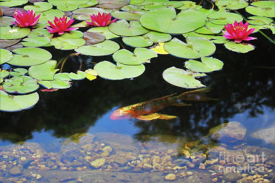 Koi And Lily Pads Photograph by Laura Birr Brown