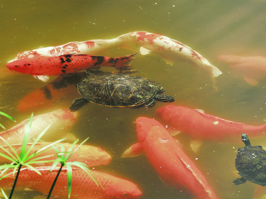 koi fish and turtle pond