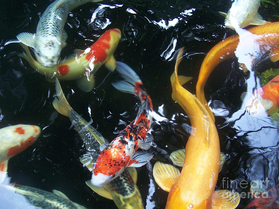 Koi Photograph by Brian  Commerford